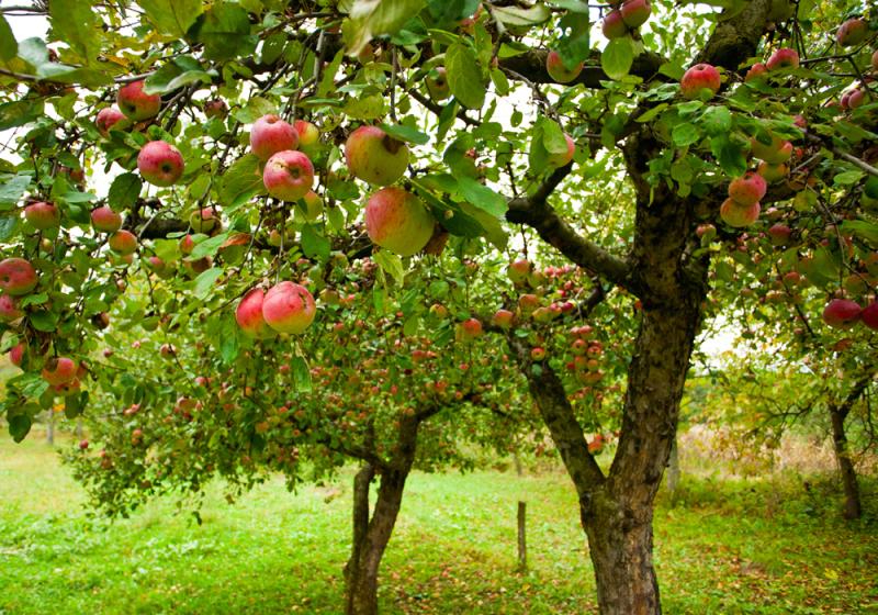 Seeds of success for growing fruit
