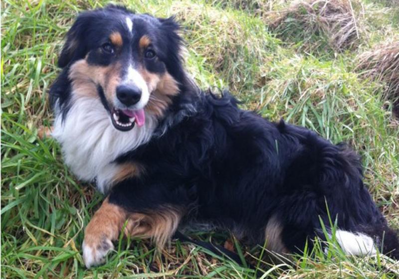 Meet March’s Mutt of the Month: Coach 