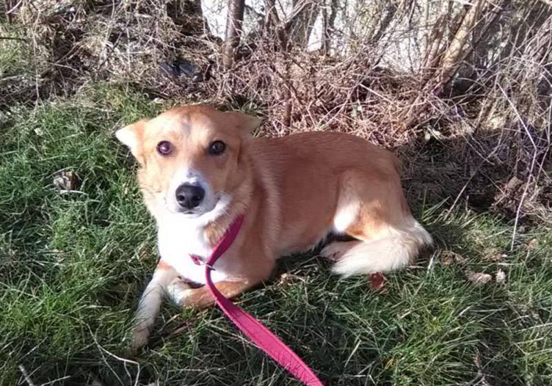 Meet April’s Mutt of the Month: Todd