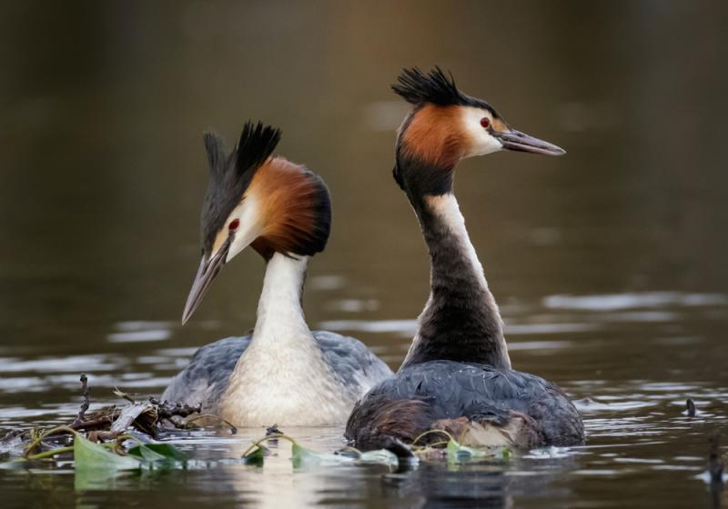 Imperilled by a prized pelt