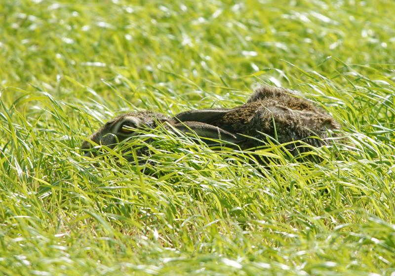 Lie still, lie still … run like the wind