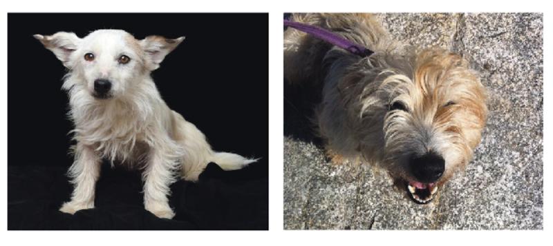 Meet May&rsquo;s Mutts of the Month: Patch and Scruff