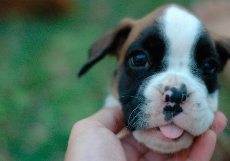 Chew on this before you get a dog