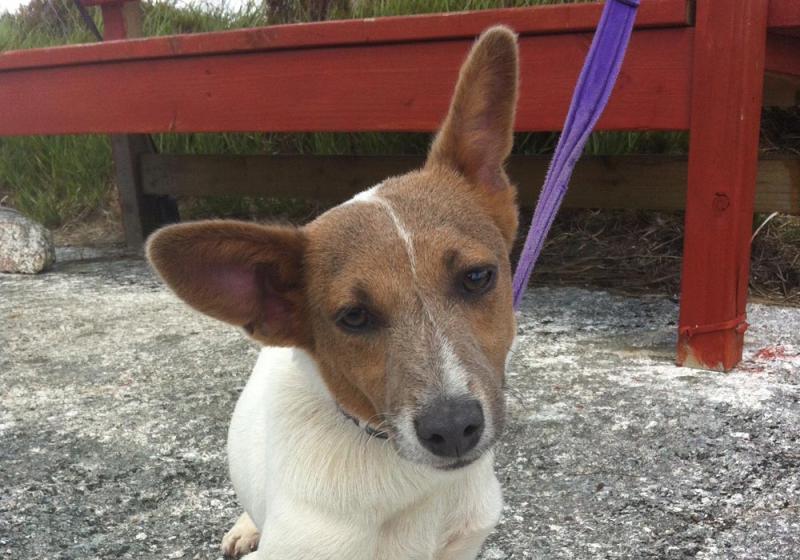 Meet July&rsquo;s Mutt of the Month: Tac