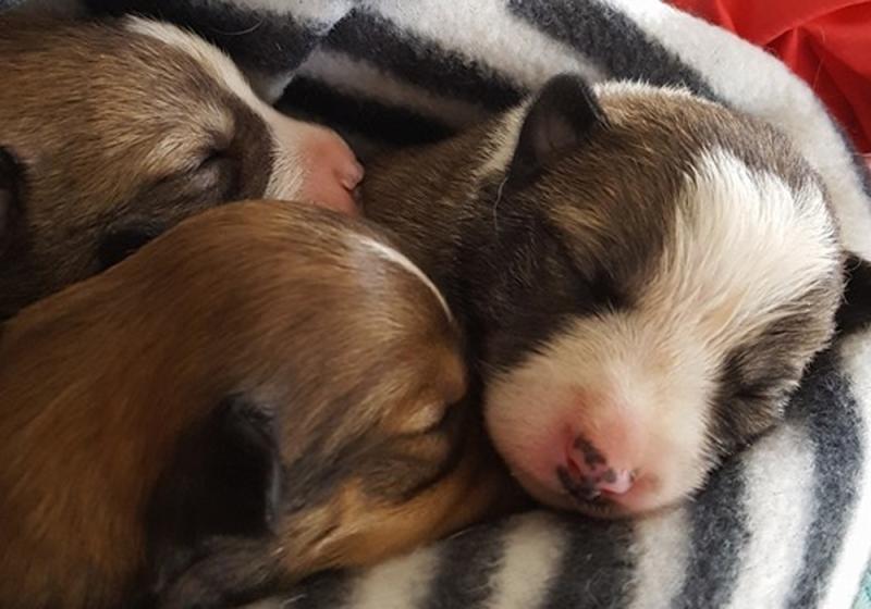Puppies dumped in Ballinrobe
