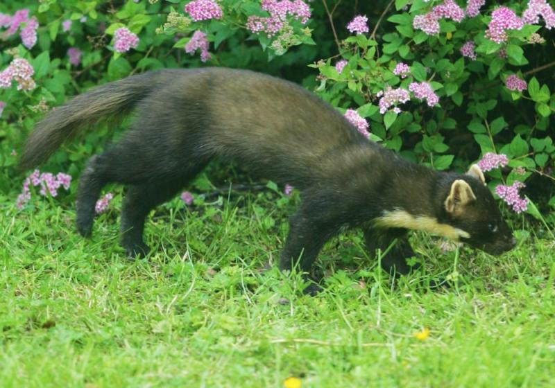 Acrobatics and insatiable appetites