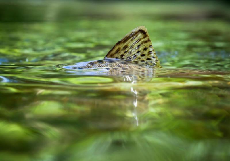 To the waters and the wild