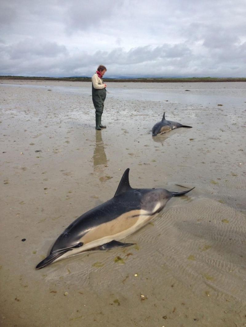 Call for stranding plans after death of two dolphins