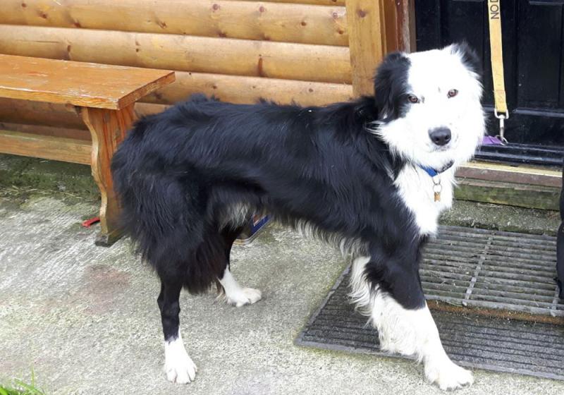 Meet August’s Mutt of the Month: Jack