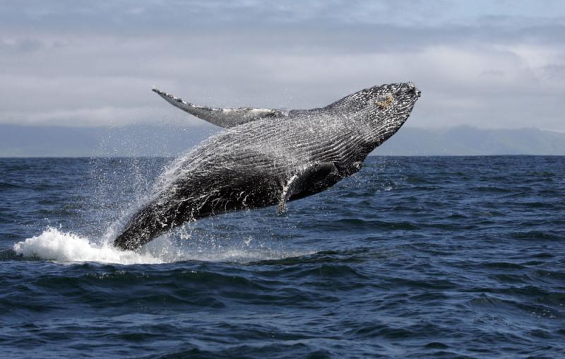 A whale of a time at Downpatrick Head