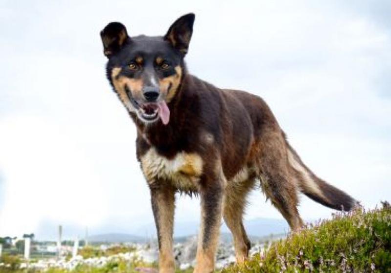 Meet September’s Mutt of the Month: Stoker