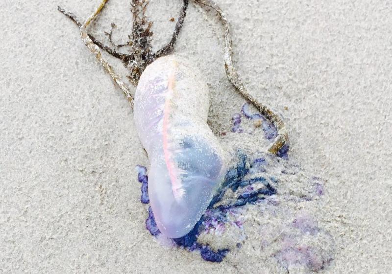 Venomous &lsquo;jellyfish&rsquo; sightings on Achill beaches