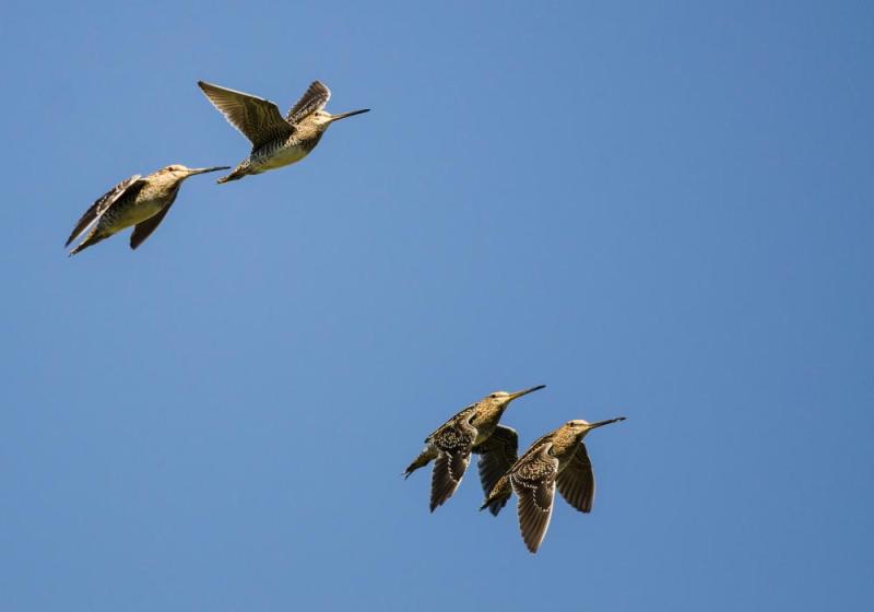 The snipe and the sniper