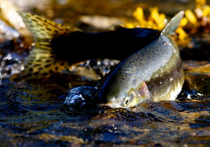 Mad dogs’ greedy men take fish from the midstream run