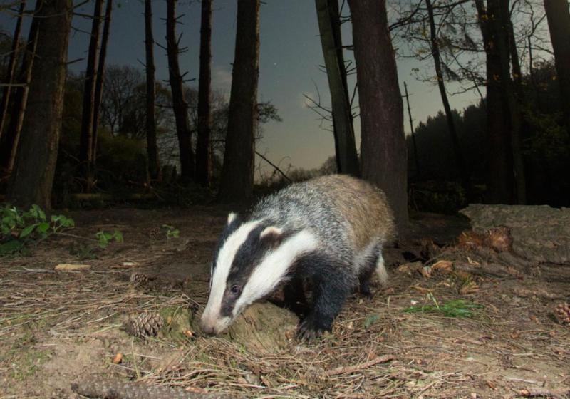 Nature’s own pest-control system is best  