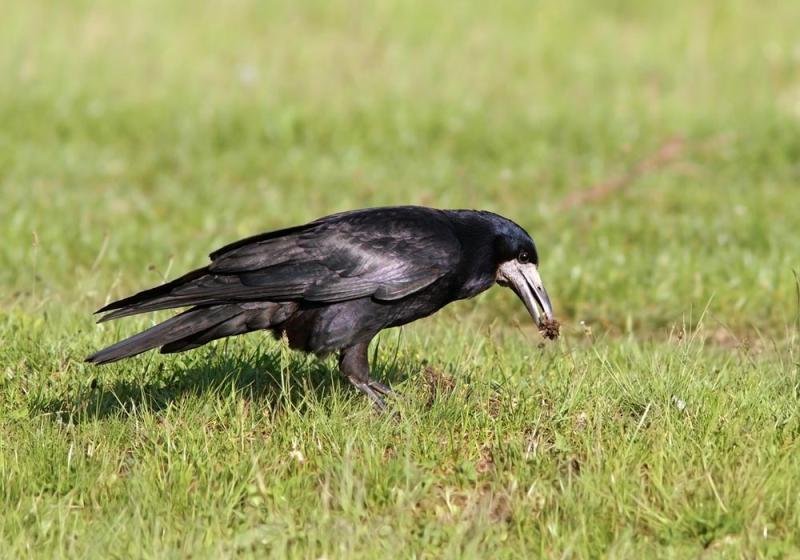 Shoot the rook, pay the price