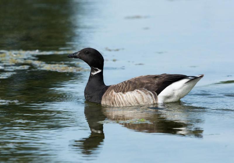 Wild goose chase 