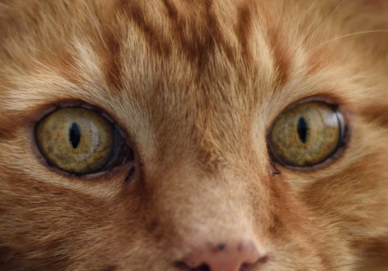 Cat calls, stink bombs and hissy fits