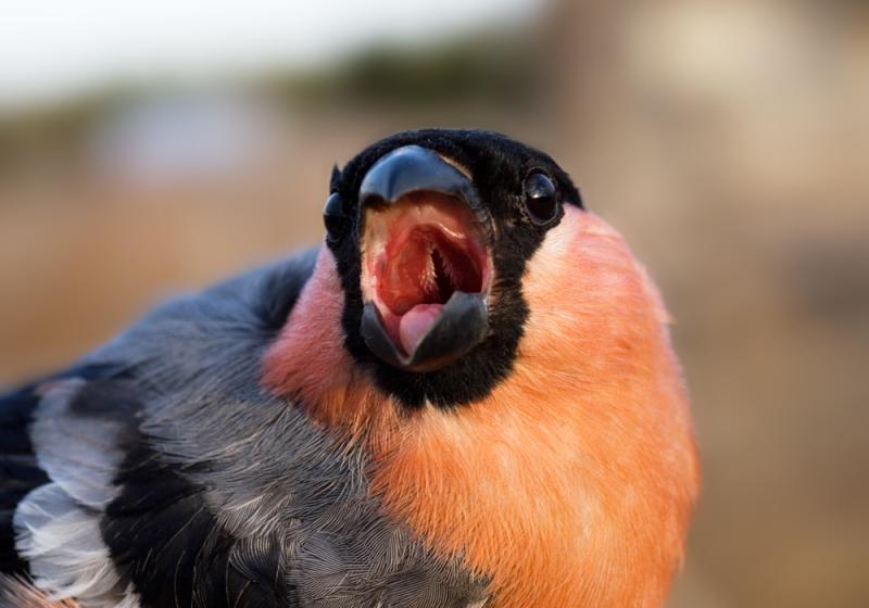 Dawn chorus or daily cacophony?