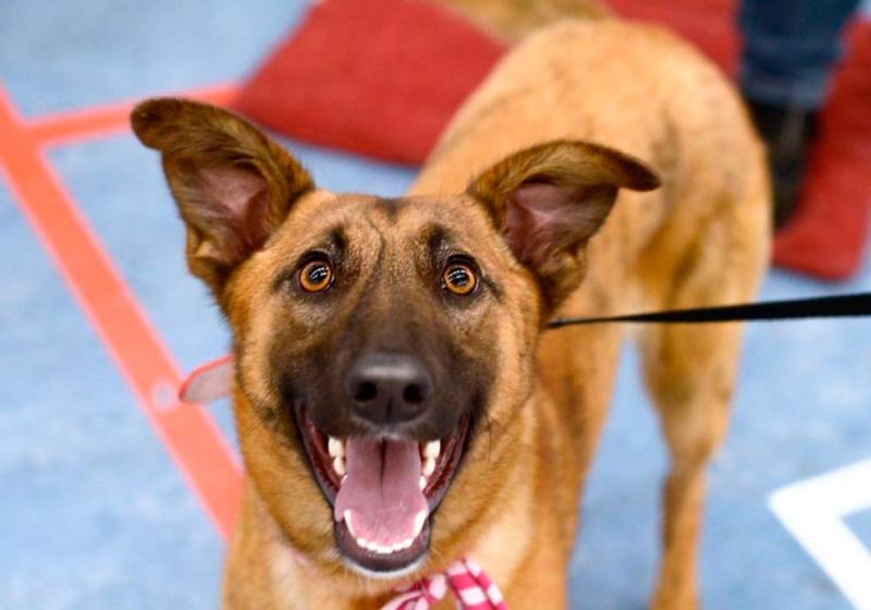 Meet May&rsquo;s Mutt of the Month: Molly