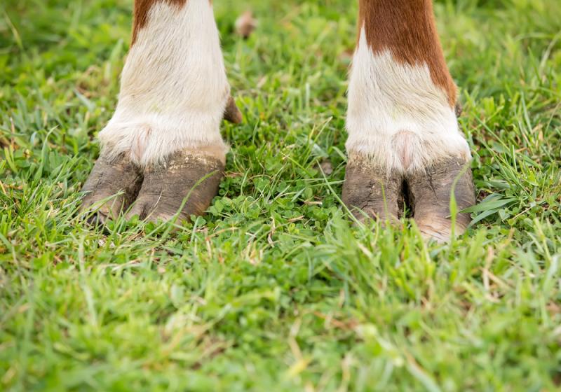 Crossmolina chemist ‘grossly oversupplied’ Galway farm with antibiotics