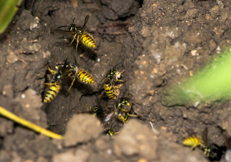 Avoiding a sting in the tail