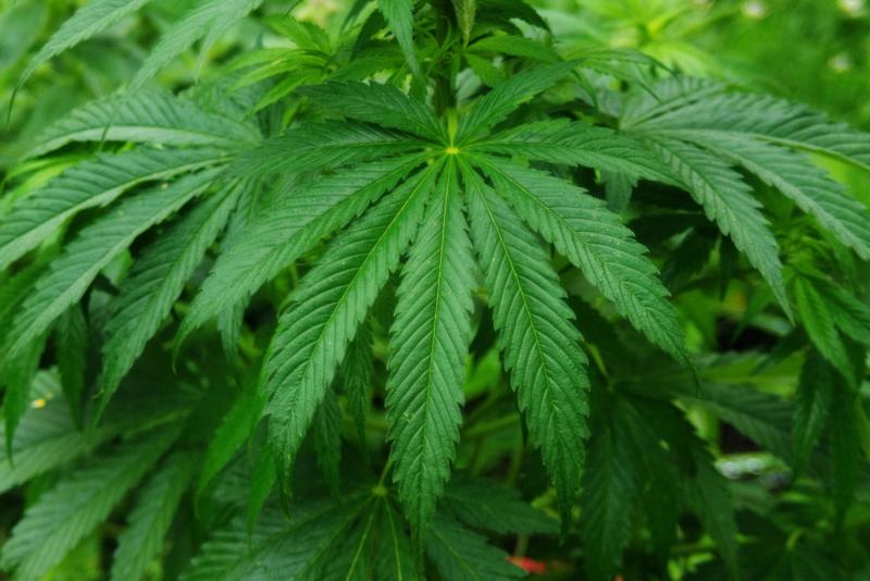Gardaí find €48k worth of drugs in Mayo searches