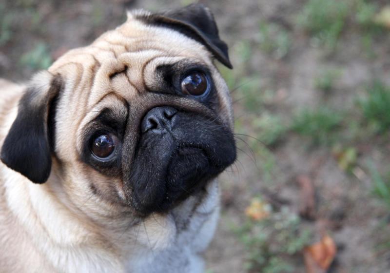 Cute or cruel?