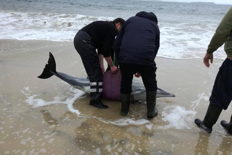 Stranded dolphins rescued on Achill beach