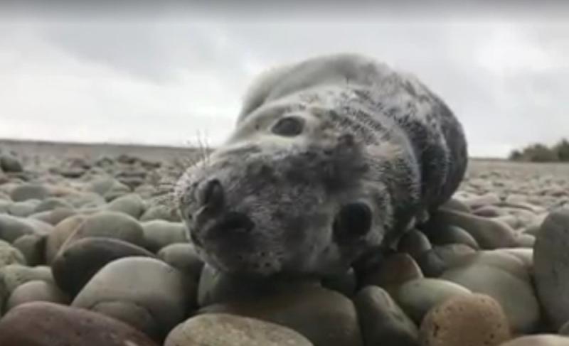 Silver lining from attempted seal-pup rescue on Achill