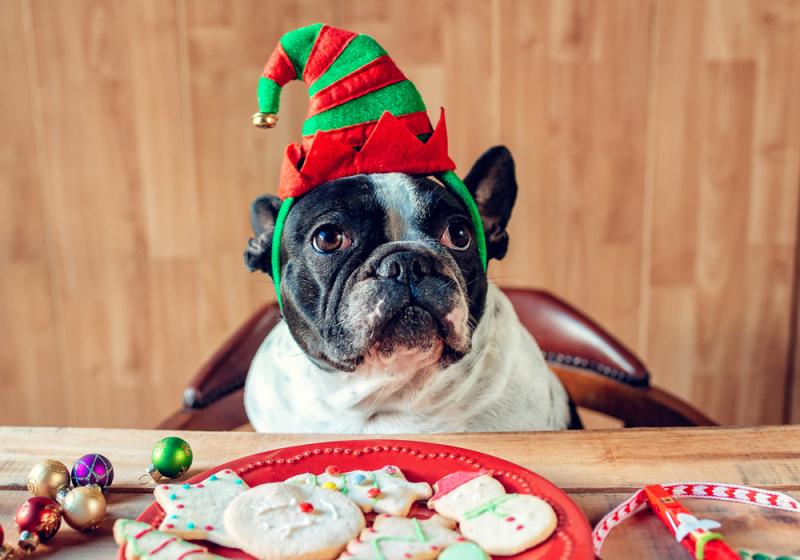 Diabetes on the rise in pets too