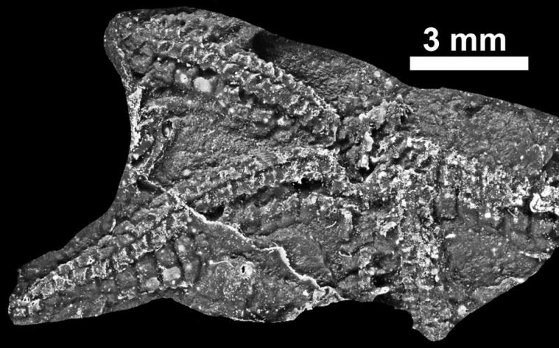 Maam Valley fossil is 435 million years old