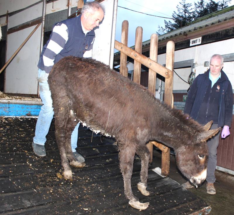 Sixteen donkeys abandoned in south Mayo