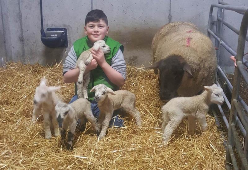 Special delivery at Roundfort farm