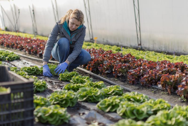 Let’s eat our planet cool