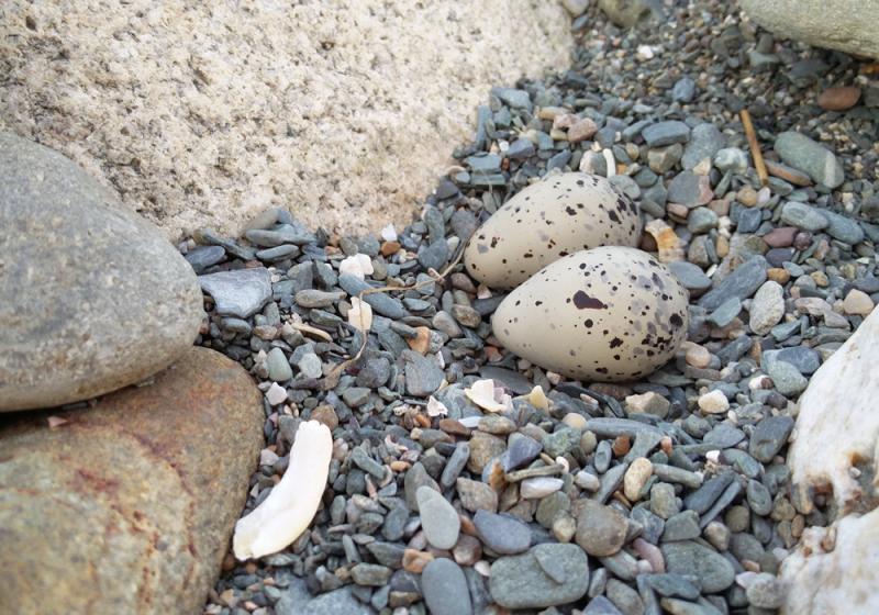 Ffionn’s leap and plover pebbles
