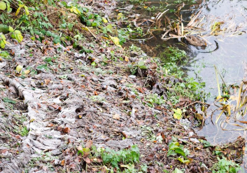 Agricultural effluent run-off kills over 1,000 trout