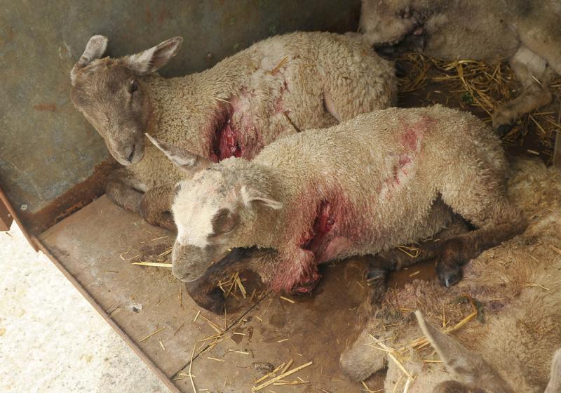 Warning after savage sheep attack