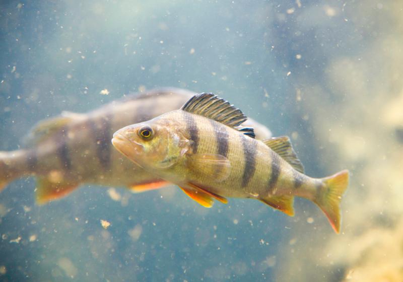 Choked waterways and poor fishing days