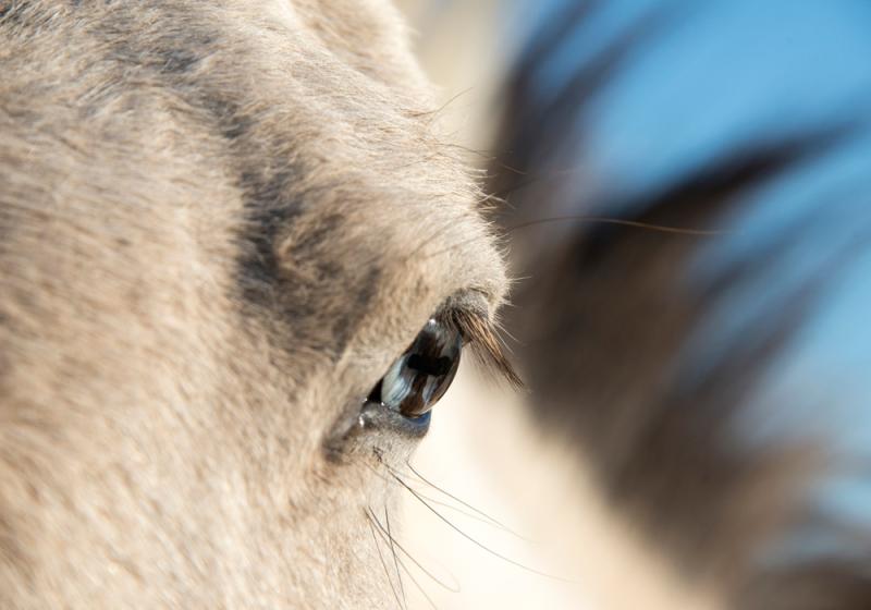 Man fined for leaving horses to die in field