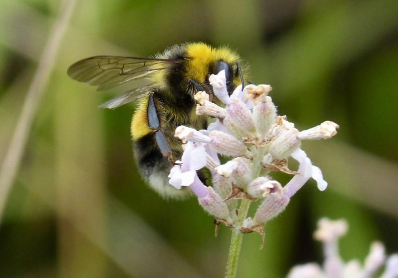 Plight of the bumblebee