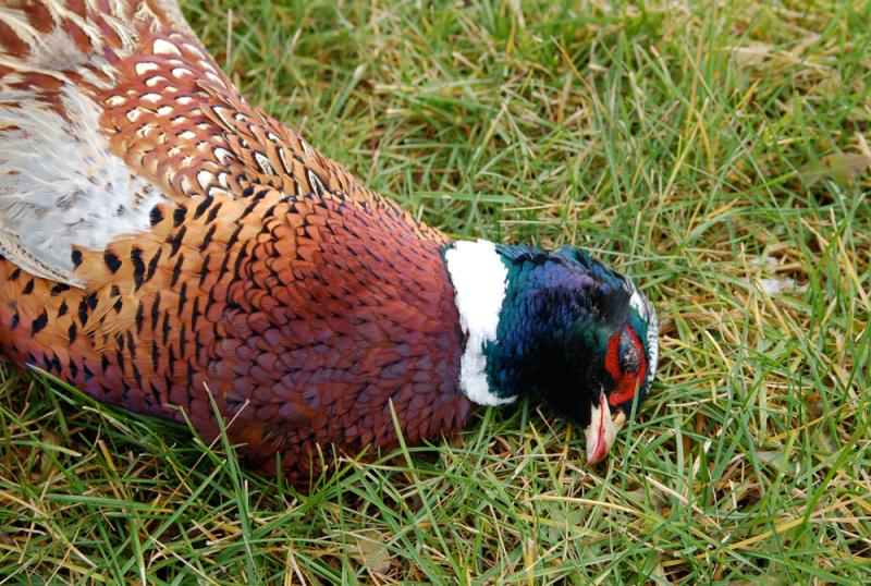 The fight for the fallen pheasant