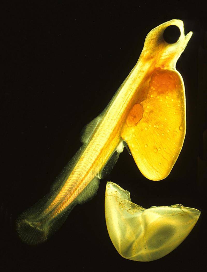 Hatcheries needed to save our Atlantic salmon