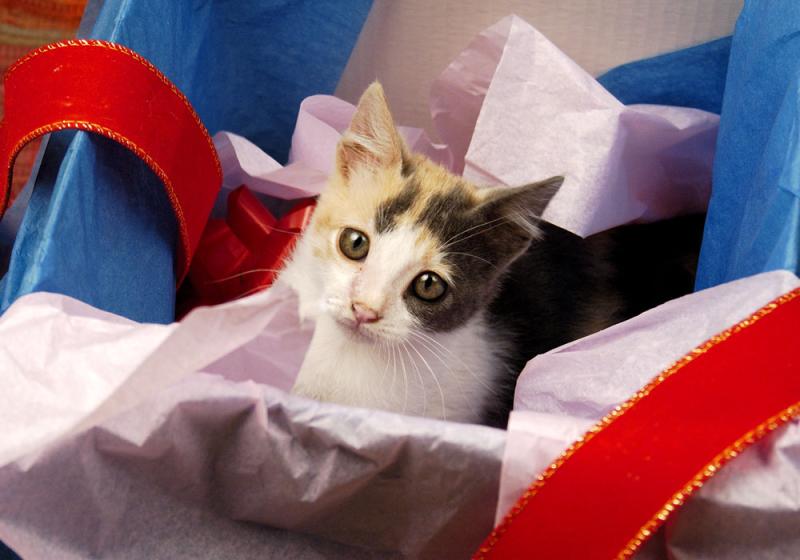 Pets are not a good Christmas present