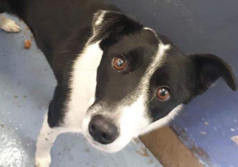 Meet December’s Mutt of the Month: Mandy