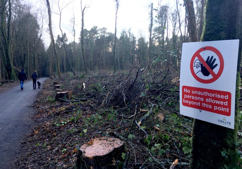 Ballina petition calls for new owners for Belleek Woods