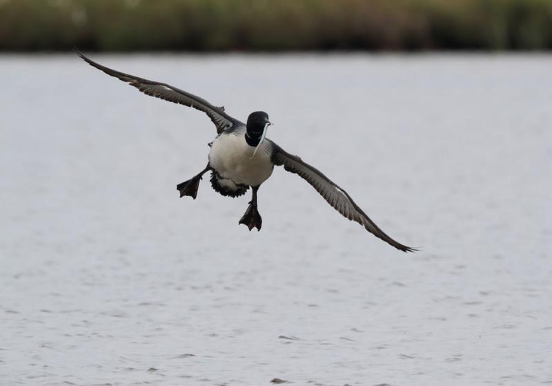 Looney tunes, alarm bells and whistles 