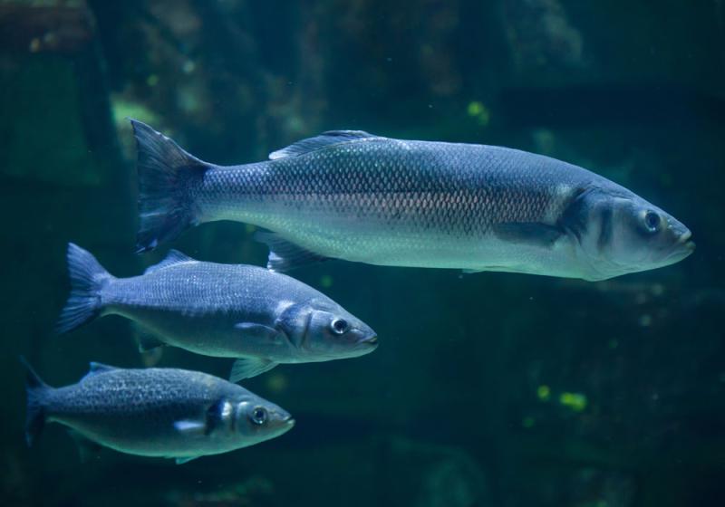 Ah, that’s bass