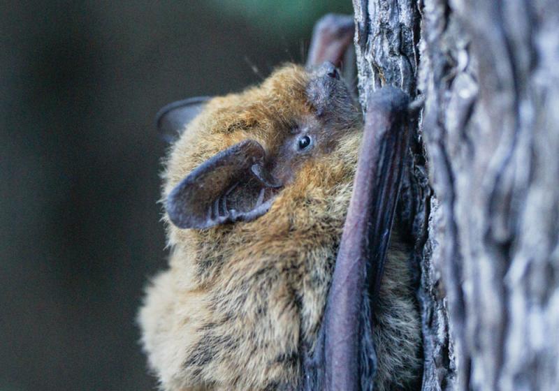 In the bat of an eye