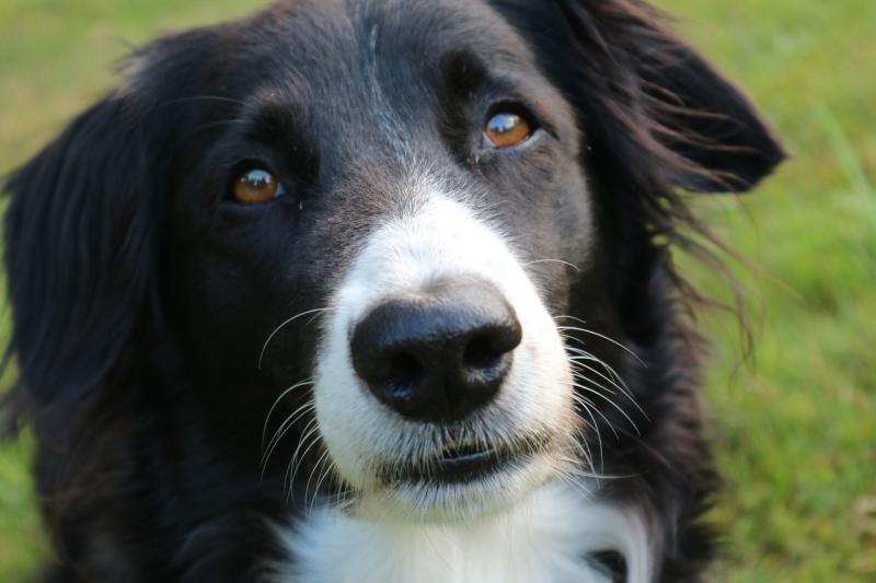 New scheme subsidises neutering of Achill sheepdogs